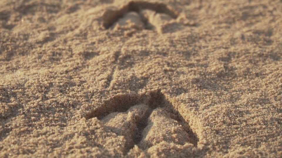 Footprints gull animalprints