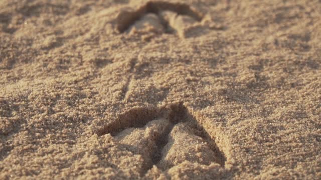 Footprints gull animalprints