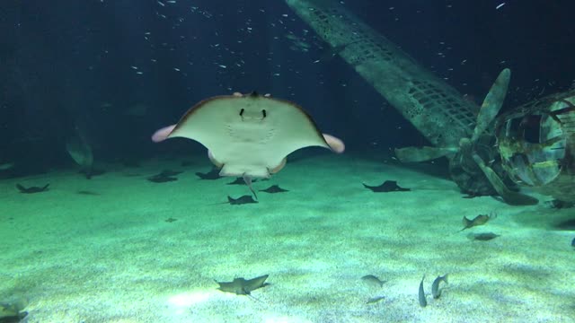 Aquarium manta ray