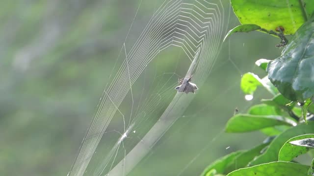 Nature insect spider