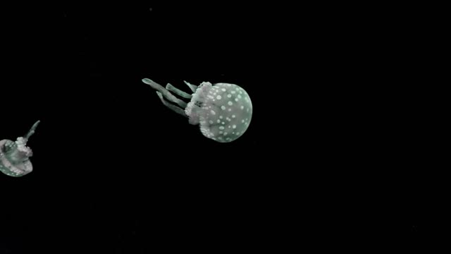 Sea jellyfish aquarium