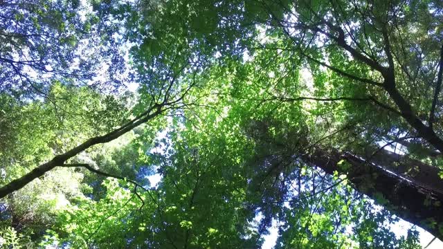 Woods forest tree