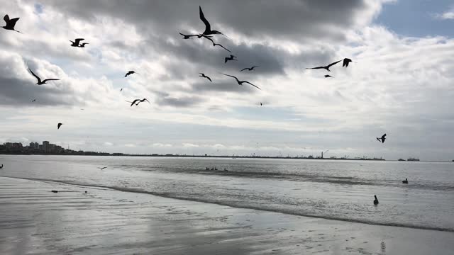 Birds flying ecuador