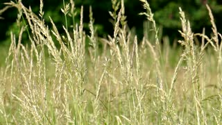 Grass meadow nature