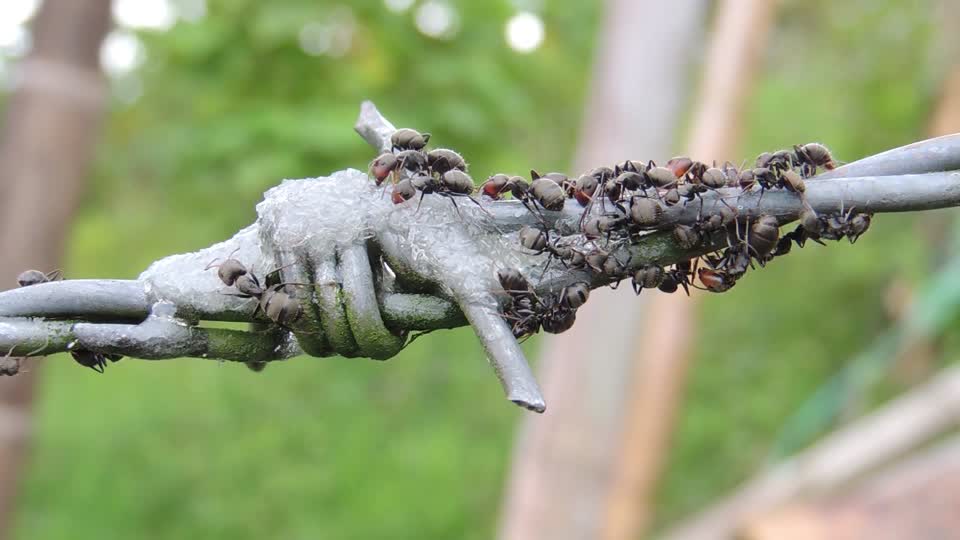 Nature insects ants