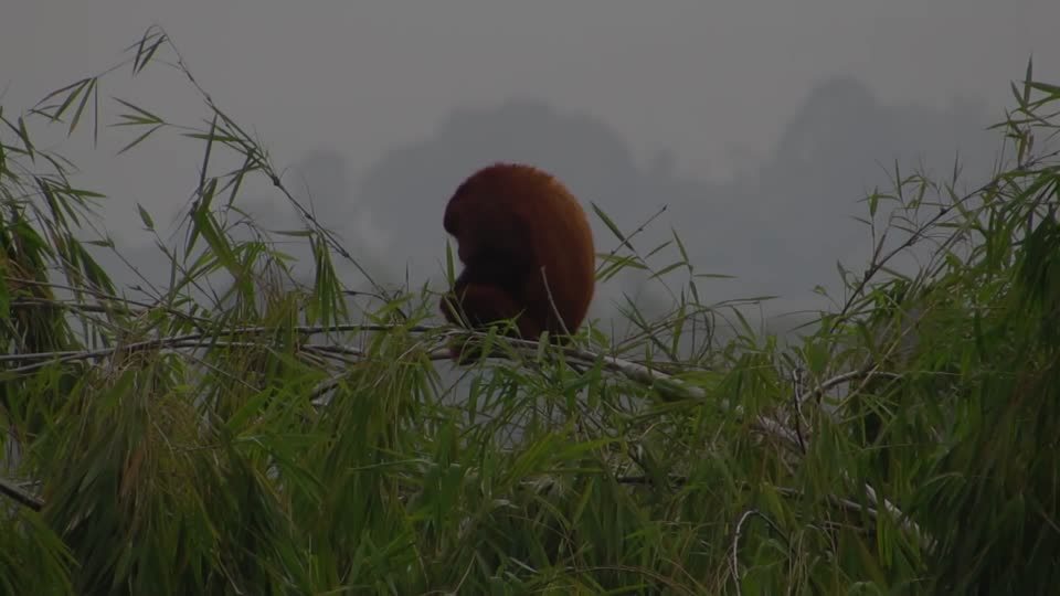 Fauna howler monkey mono