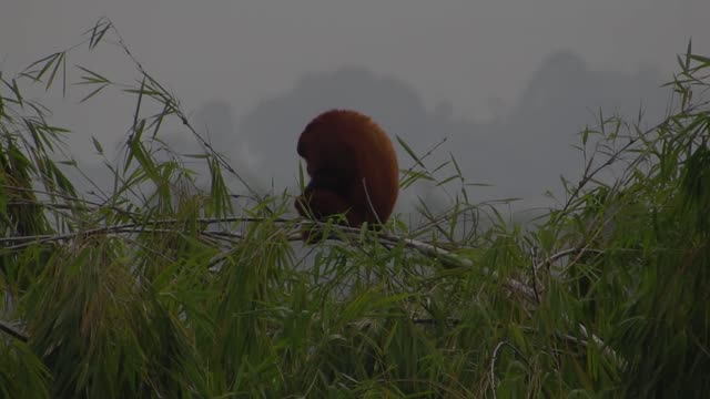 Fauna howler monkey mono