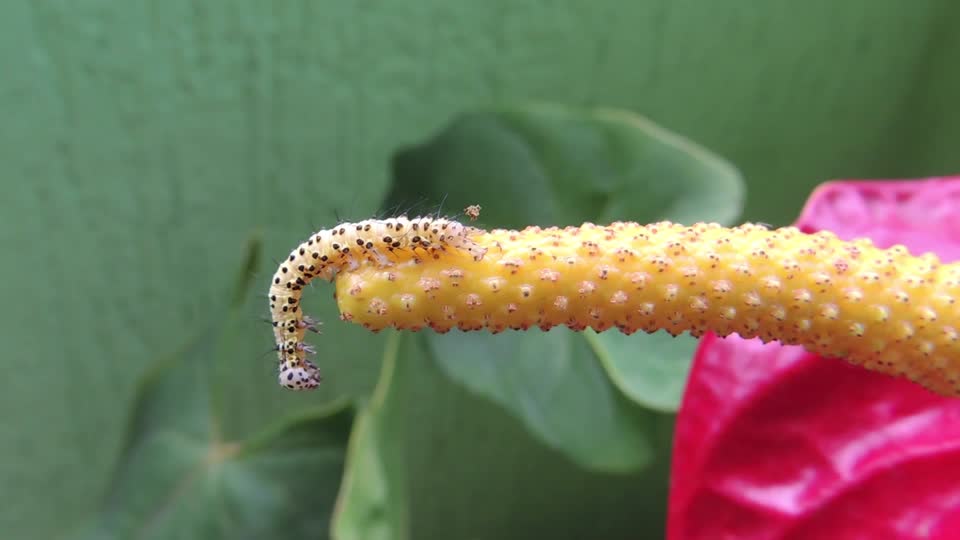 Nature insect worm