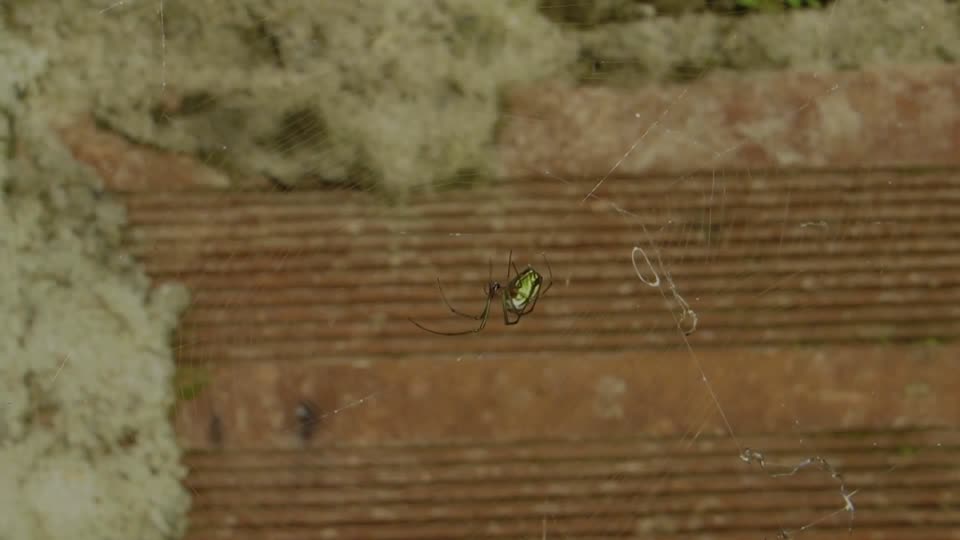 Insect macro spider