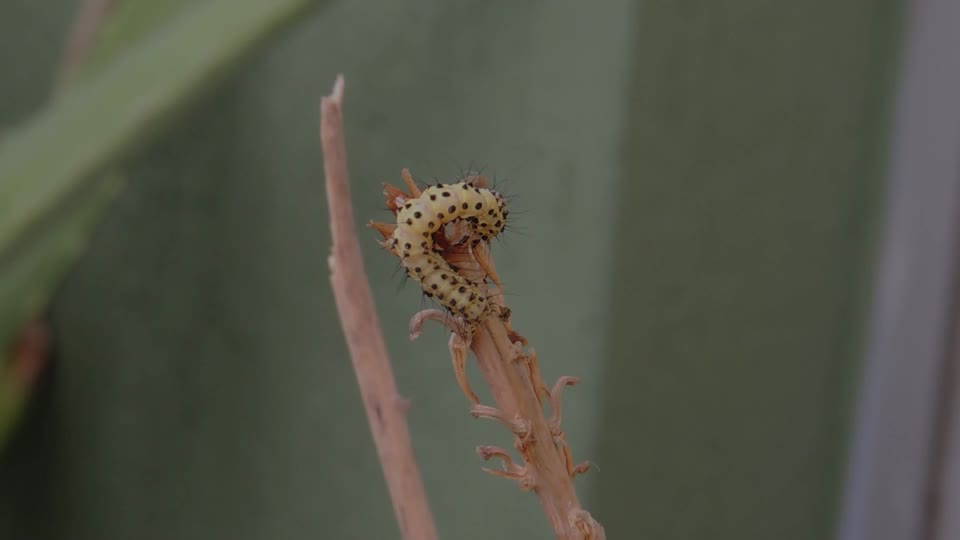 Insect caterpillar worm