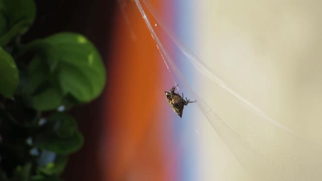 Macro insect yard