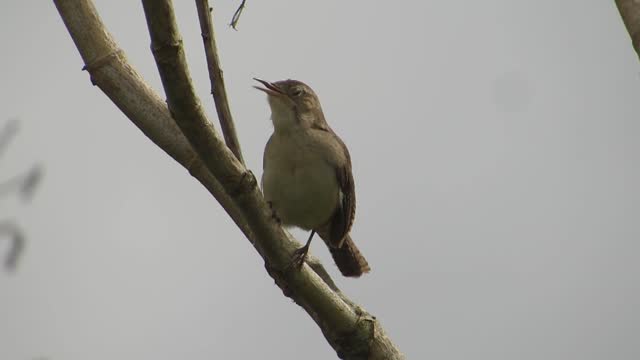 Nature fauna bird