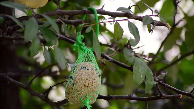 Bird tit great tit