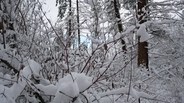 Okanagan winter wonderland snow