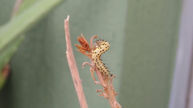 Insect caterpillar worm