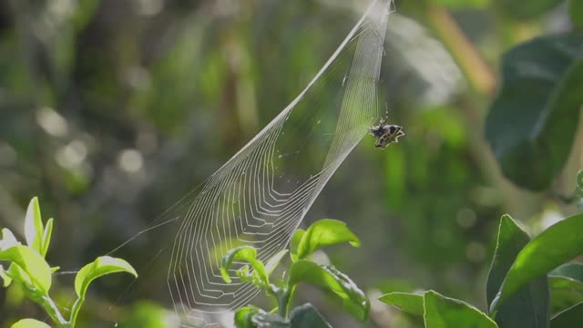 Arachnid insect web