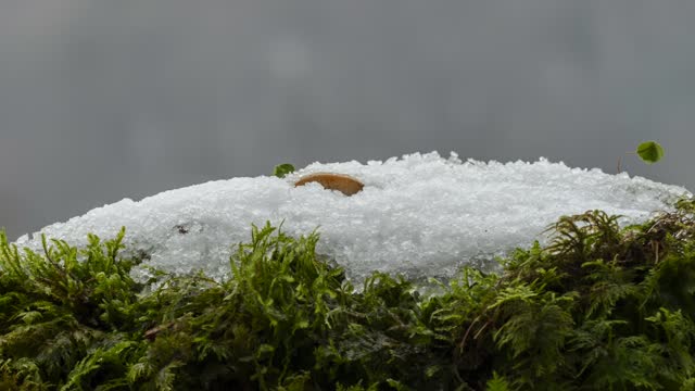 Snow melt mushroom moss