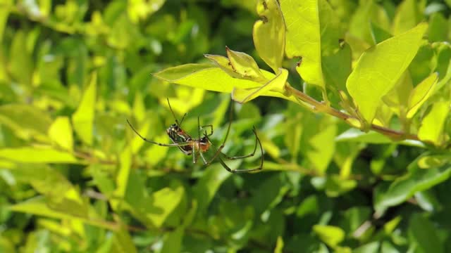 Insect spider yard