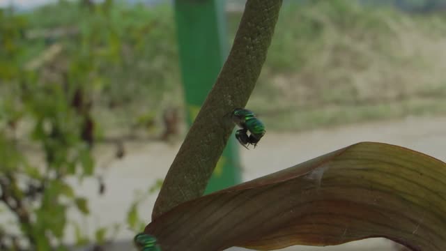 Insects nature bees pollinating
