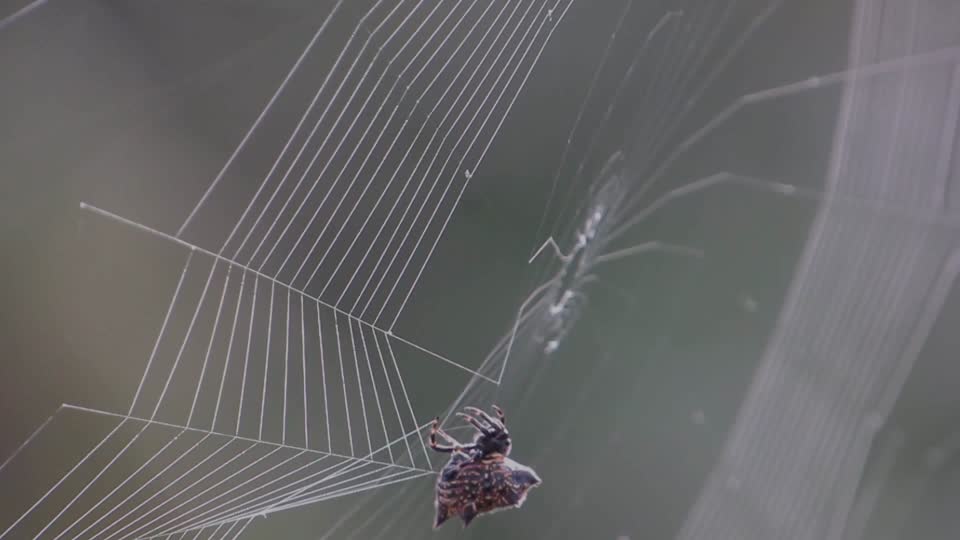 Insect spider weaving arachnid