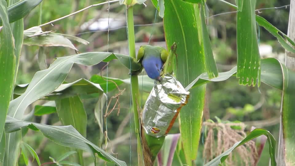 Fauna bird green parrot