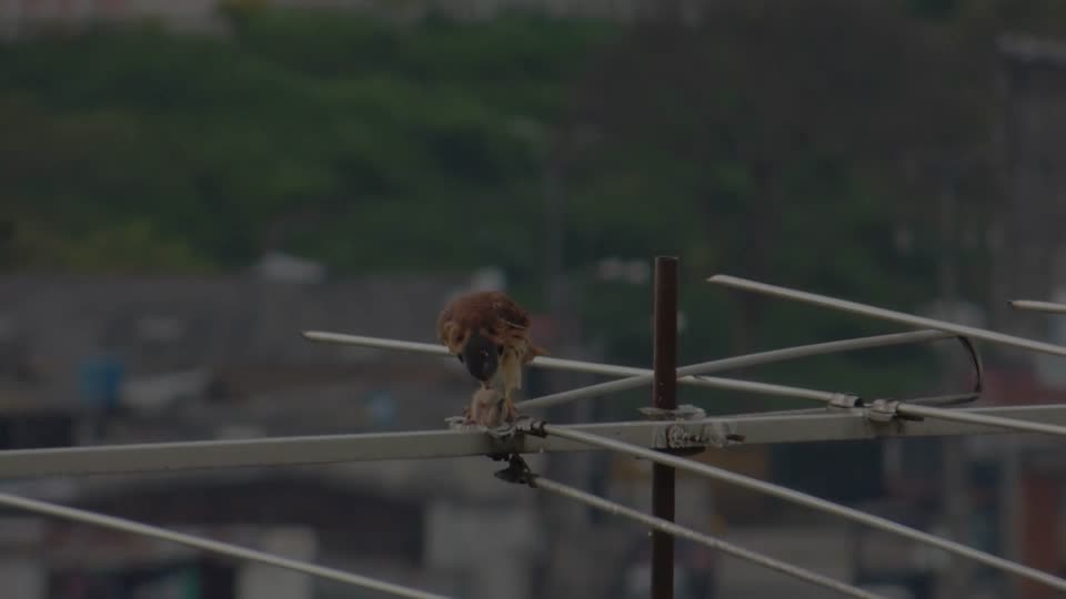 Nature predator eagle