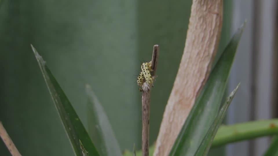Insect caterpillar worm