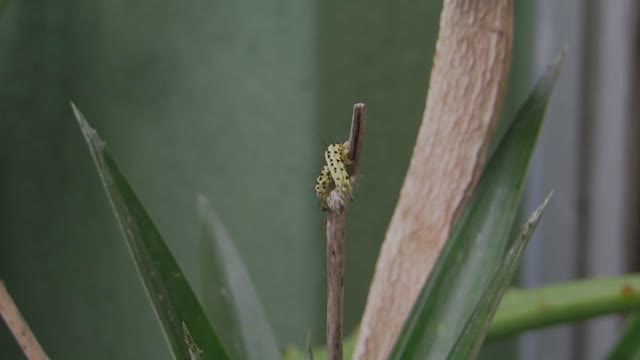 Insect caterpillar worm