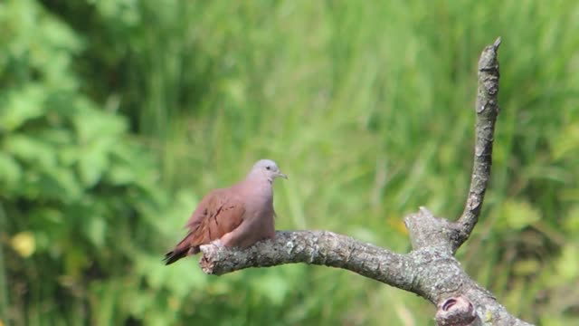 Nature bird tortola