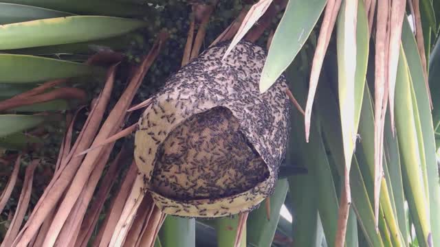 Swarm nest of wasps grinders