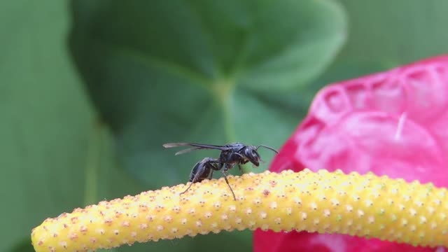 Nature insect wasp