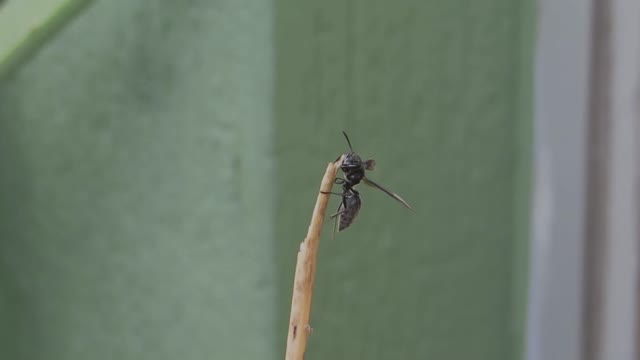 Insect nature wasp