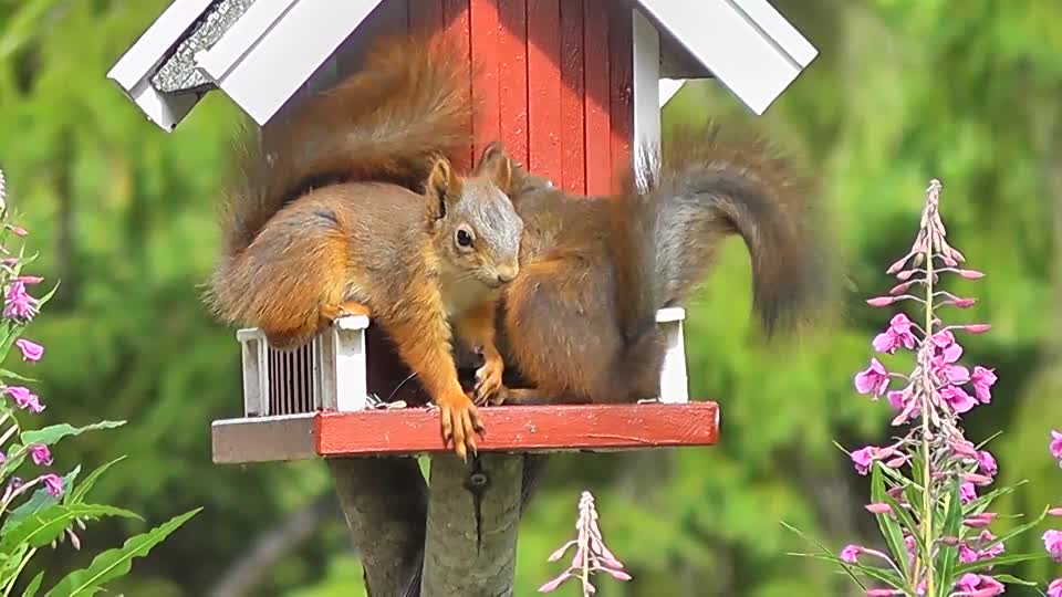 Squirrel forest animals bird