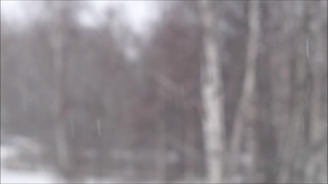 Winter snow snowing