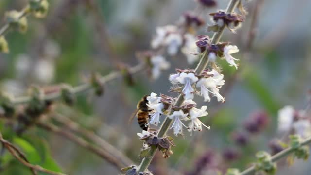 Bee basil pollination