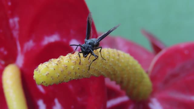 Insect yard wasp