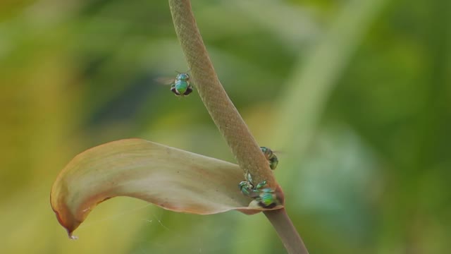 Nature insect bees