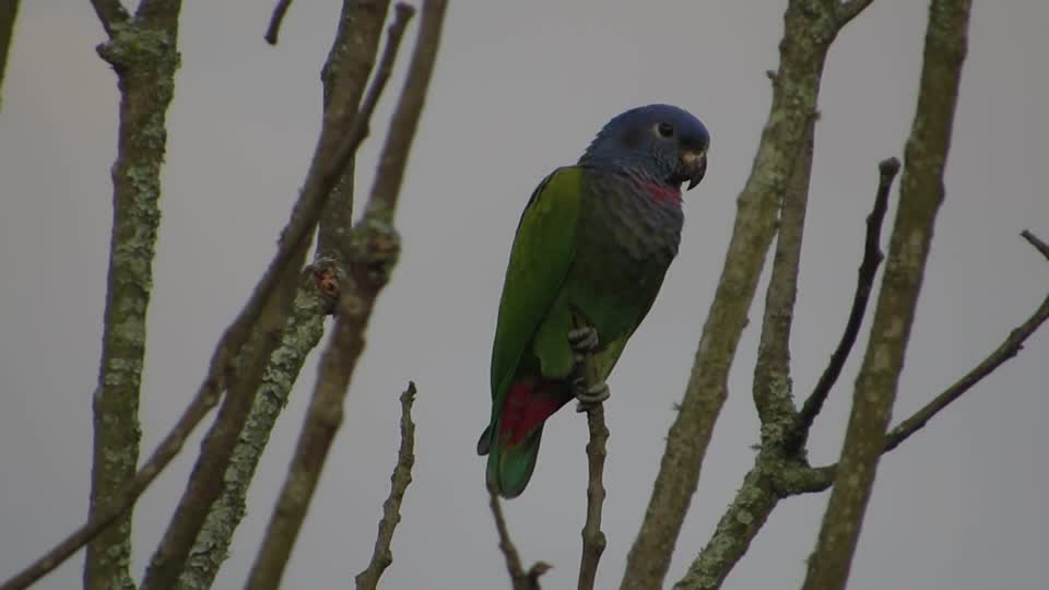 Nature bird parrot