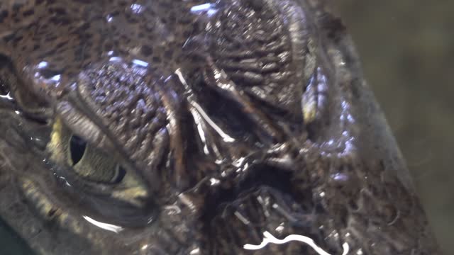 Crocodile eye dive