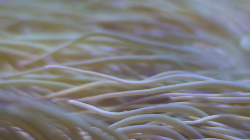 Underwater seagrass aquarium