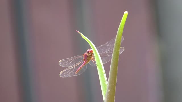 Nature insect dragonfly
