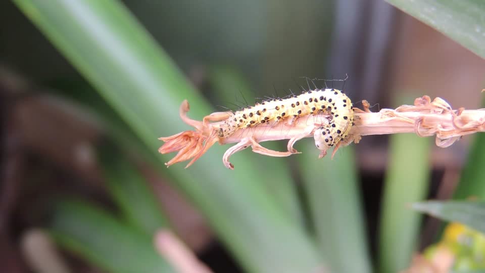Caterpillar insect garden worm