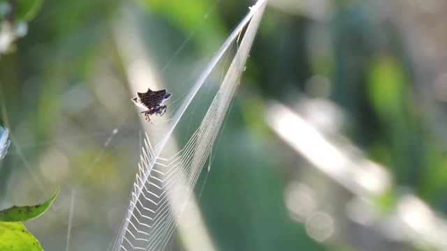 Spider weaver insect web