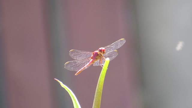 Dragonfly nature insect
