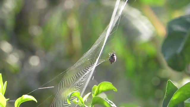 Insect spider aracnido weaving