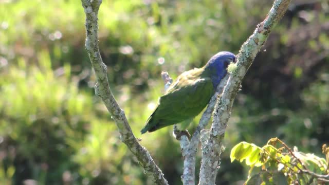 Nature bird lora