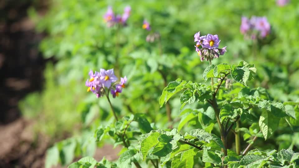 Potato field agriculture