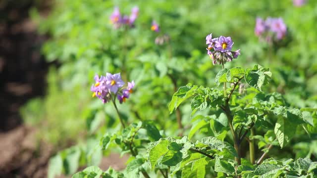 Potato field agriculture