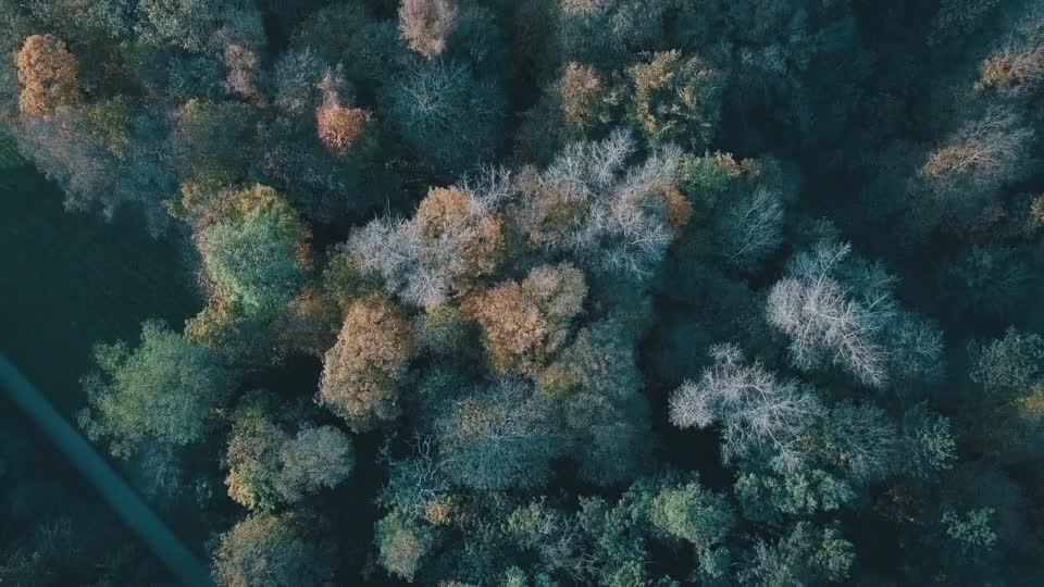 Trees forest graveyard