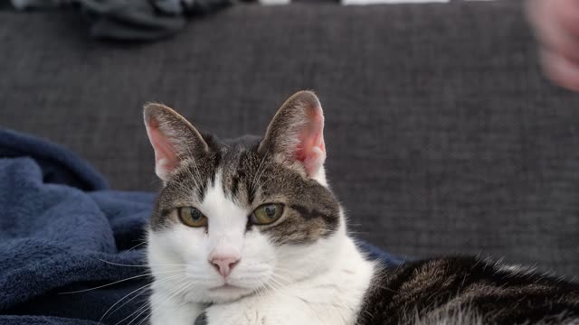 Cat stroke fur